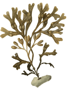 Bladderwrack Seaweed (Fucus Vesiculosus Extract)