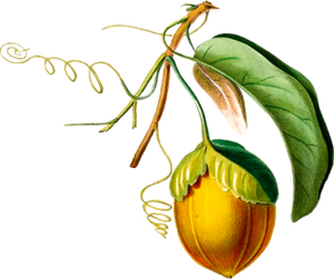 Australian Kakadu Plum