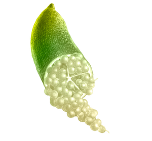 Australian Caviar Lime Extract
