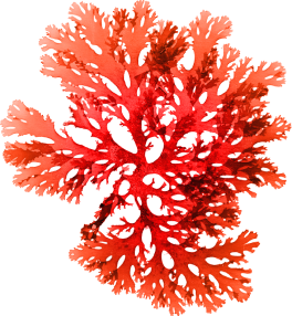 Red Macroalga (Kappaphycus Alvarezii Extract)
